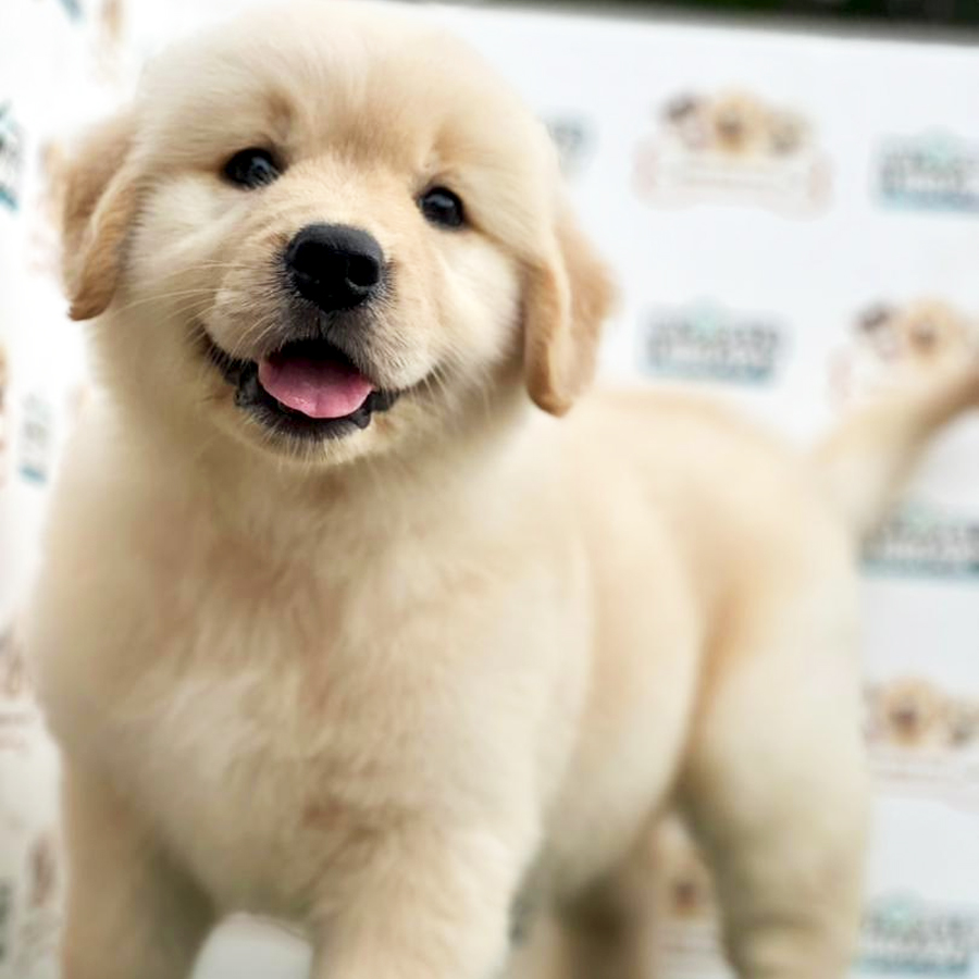 Golden Retriever Puppy
