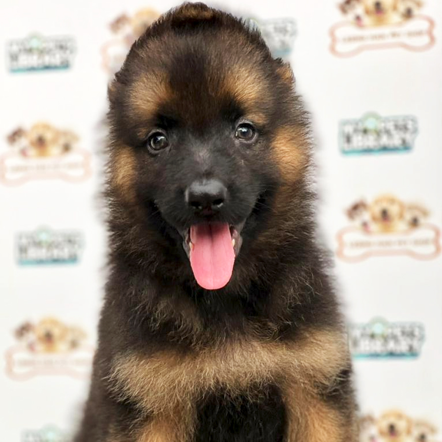 German Shepherd Puppy