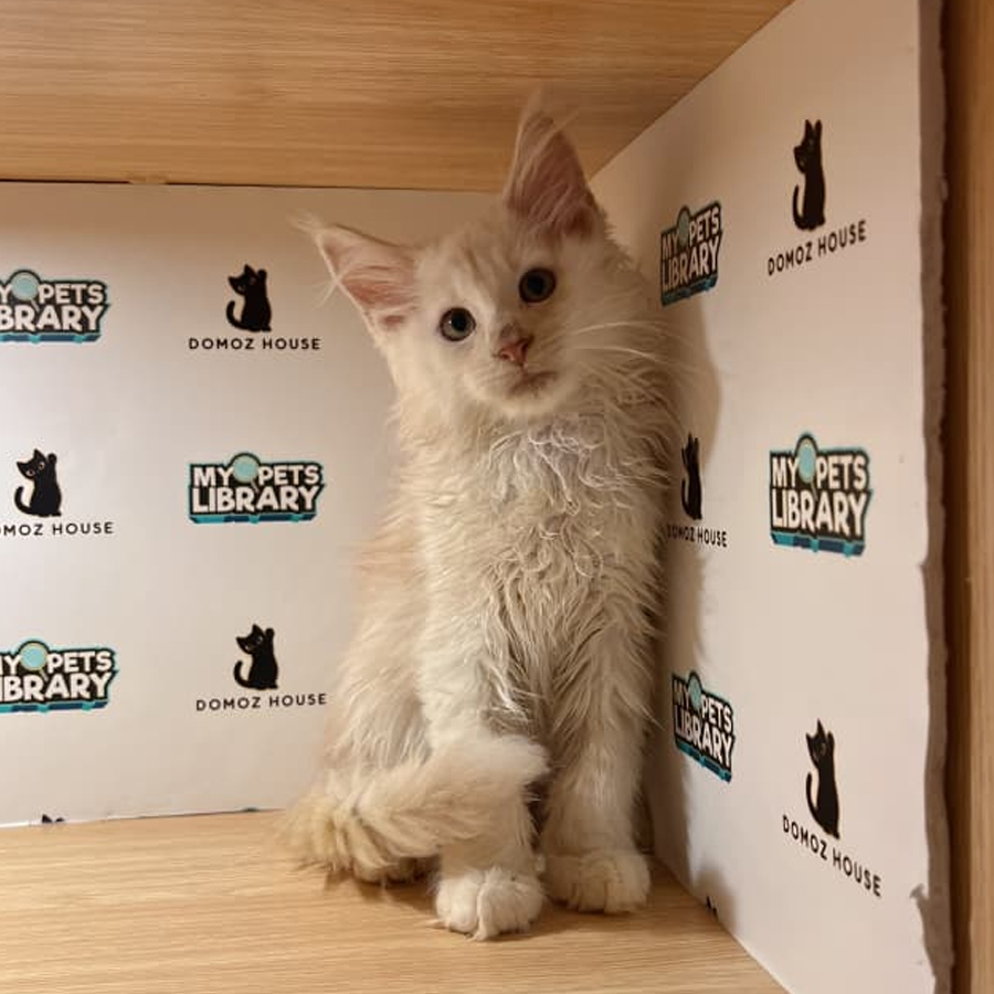 Maine Coon Kitten