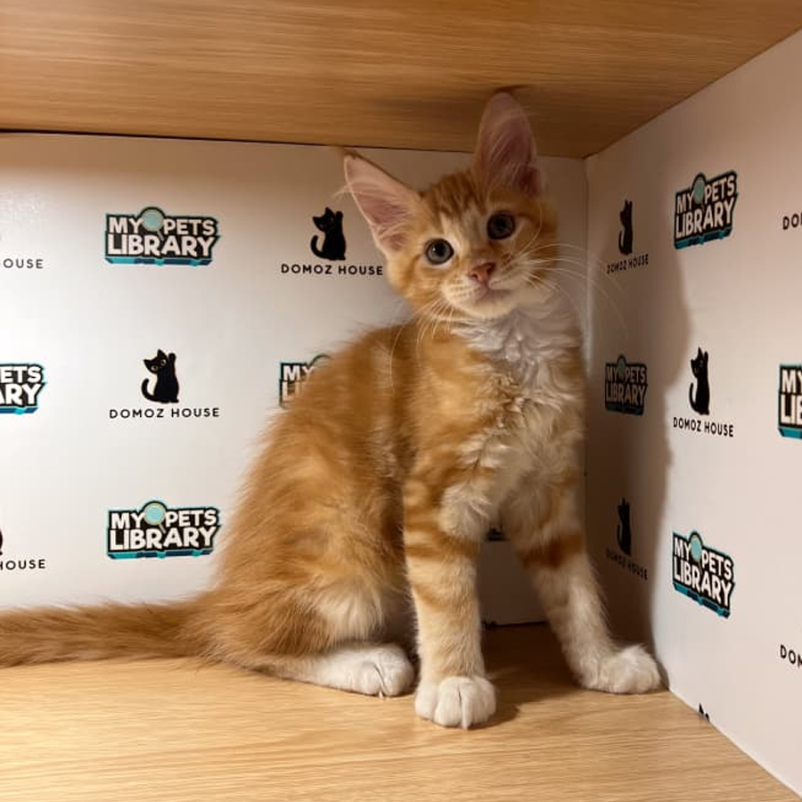 Maine Coon Kitten