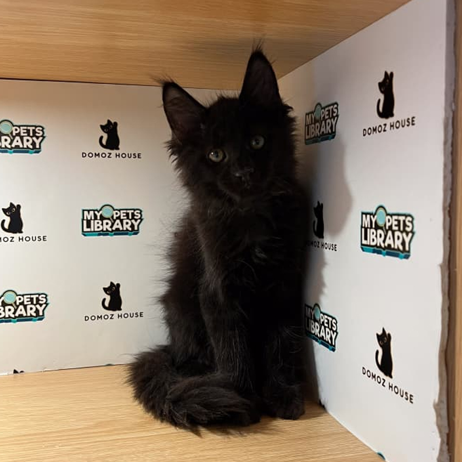 Maine Coon Kitten