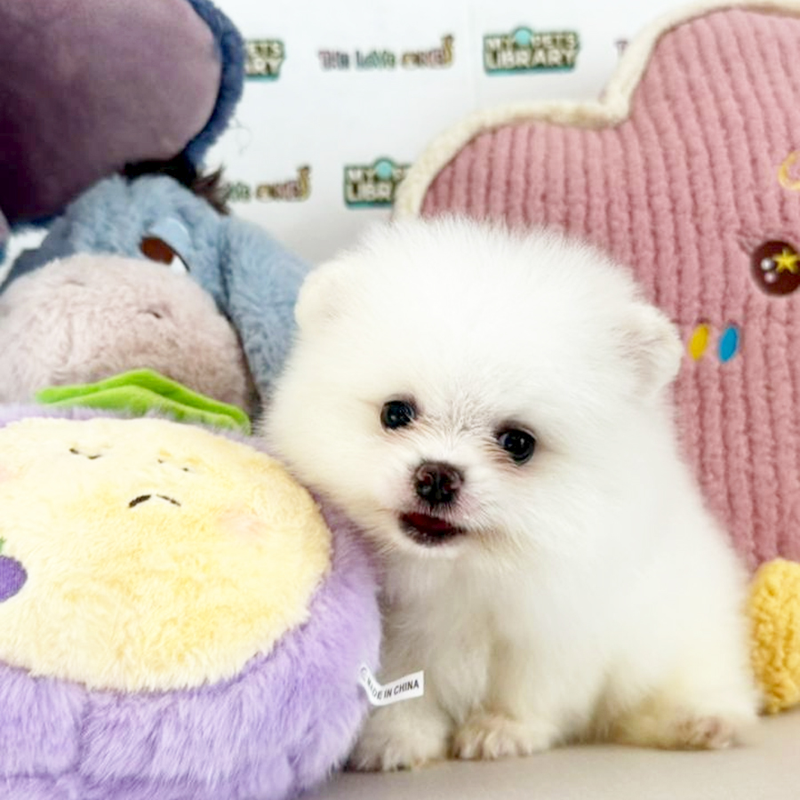 Tiny Pomeranian Puppy