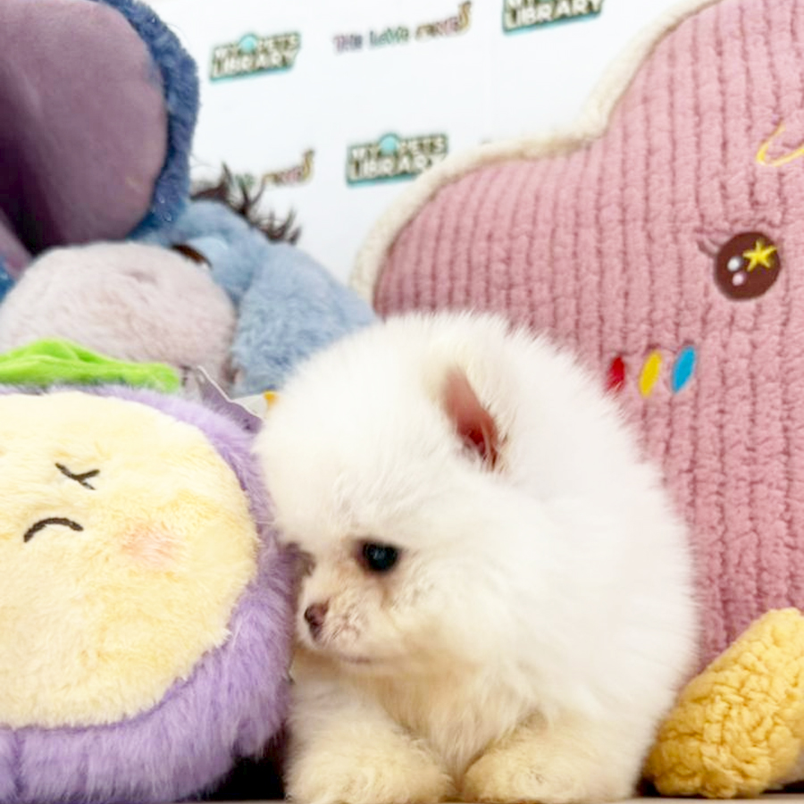 Teacup Pomeranian Puppy