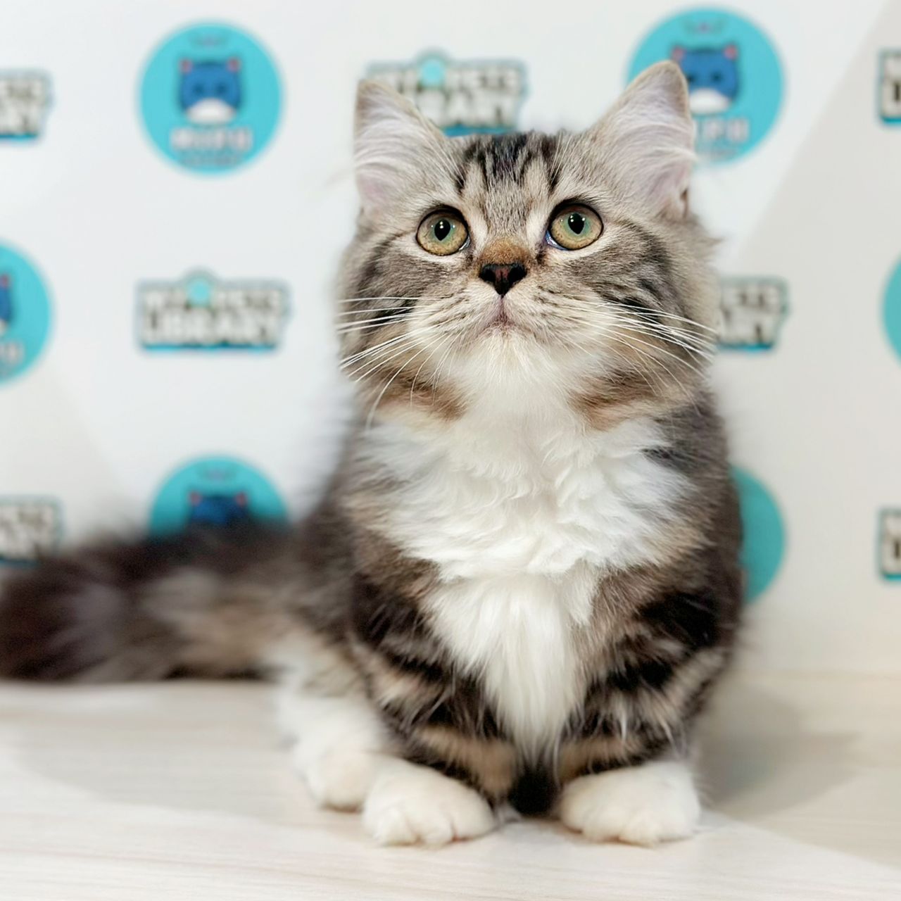 Super Short Munchkin Ragdoll Kitten