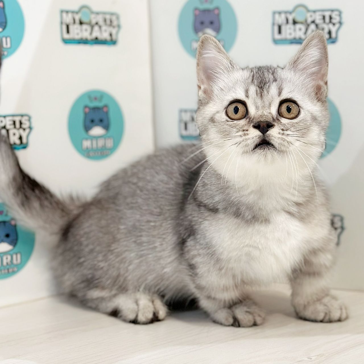 Super Short Munchkin British Shorthair Kitten