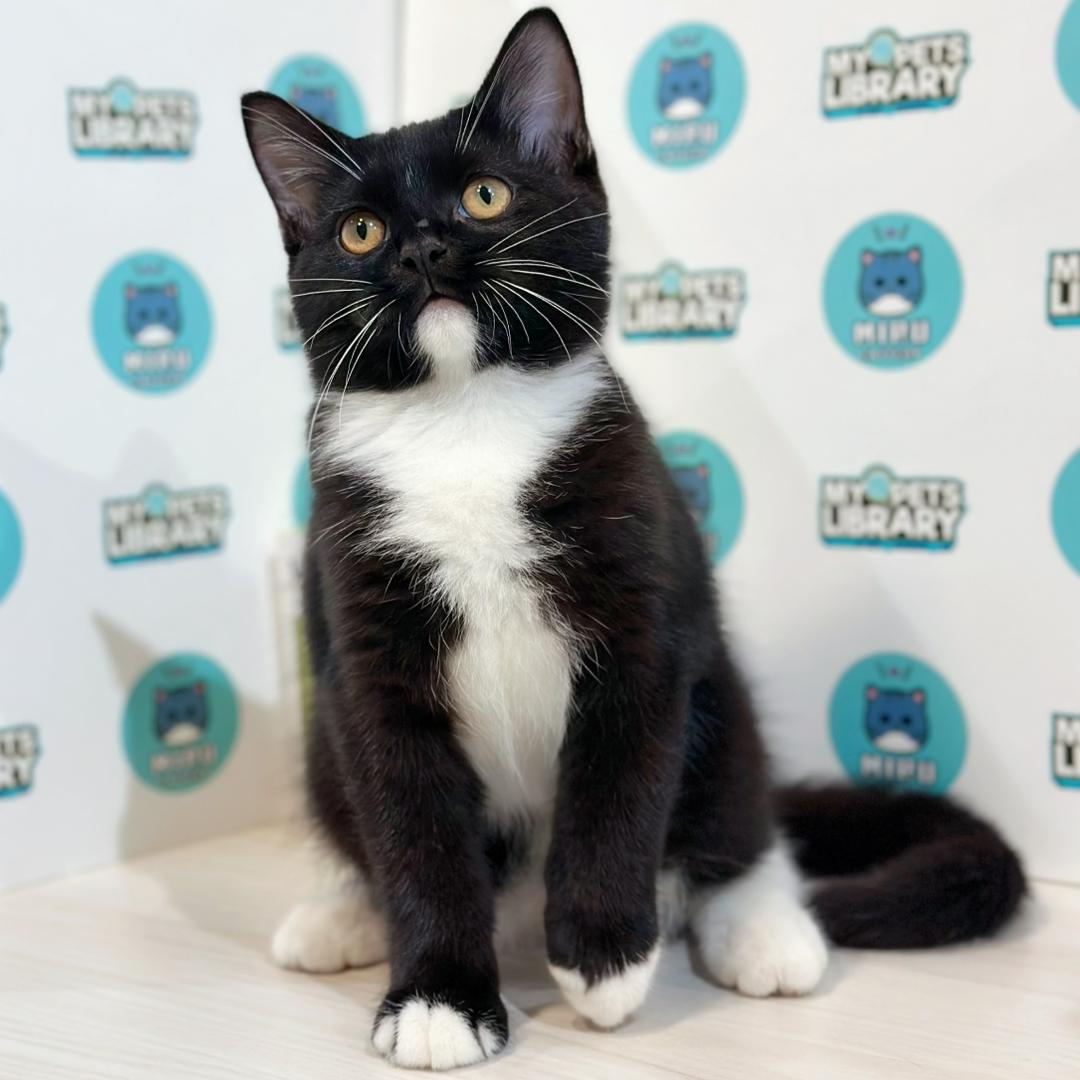 Scottishstraight Kitten