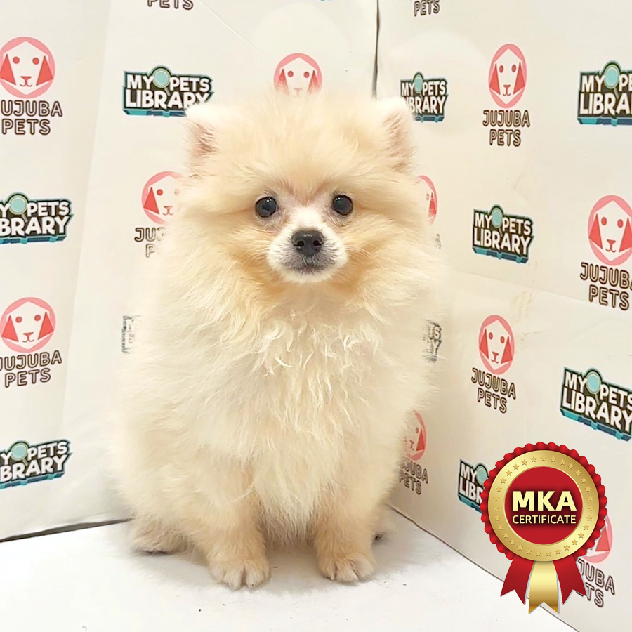 MKA Pomeranian Puppy