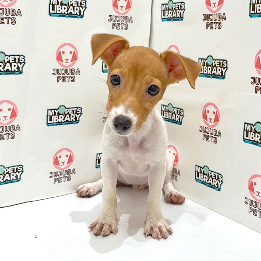 Jack Russell Puppy