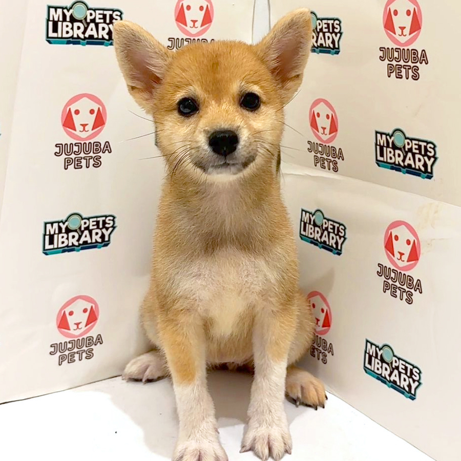 Shiba Inu Puppy