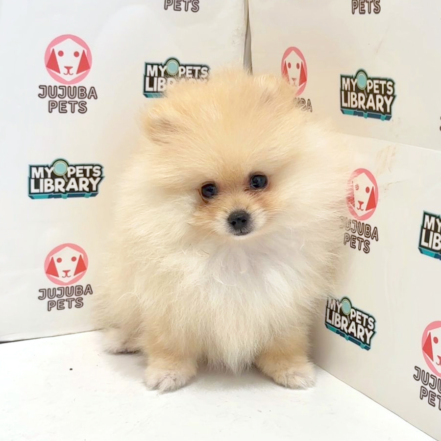 Pomeranian Puppy