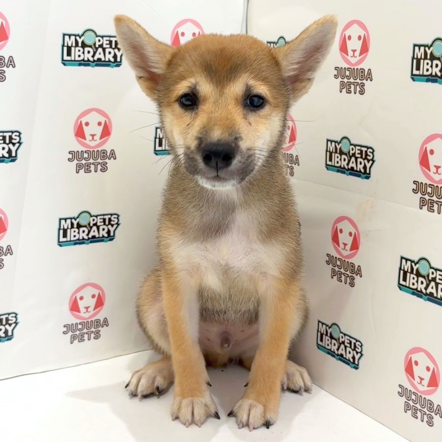Shiba Inu Puppy