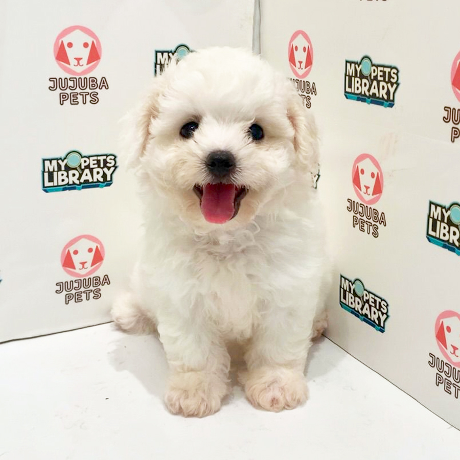 Bichon Frise Puppy