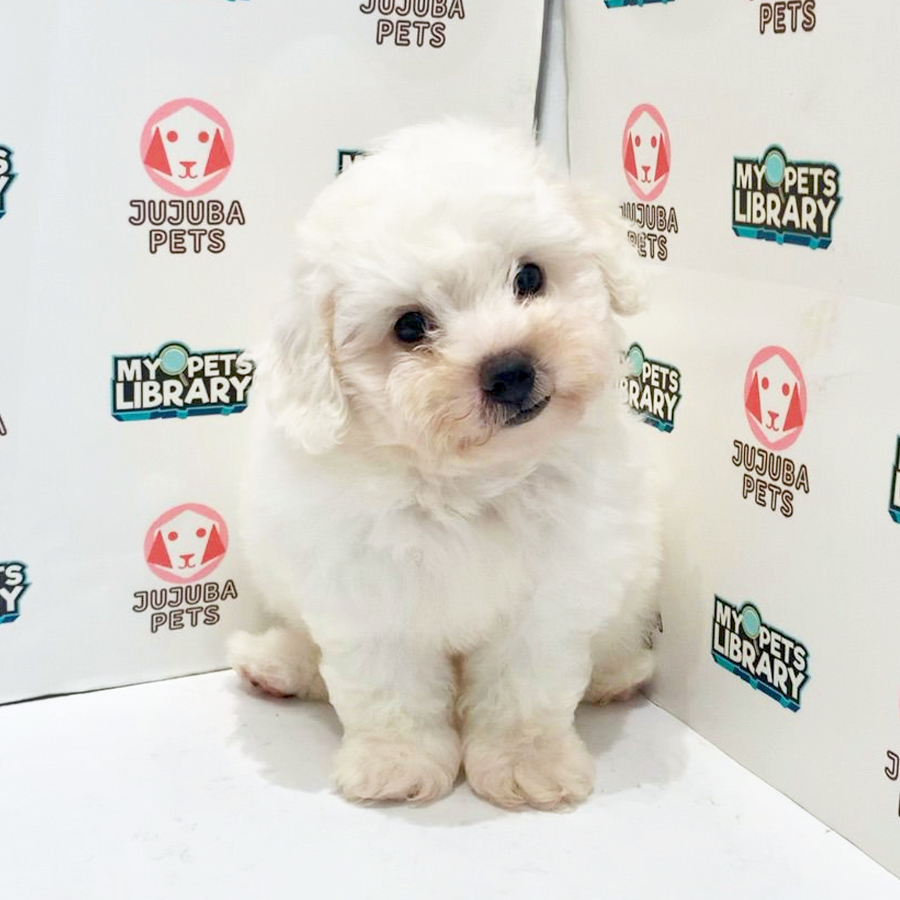 Bichon Frise Puppy