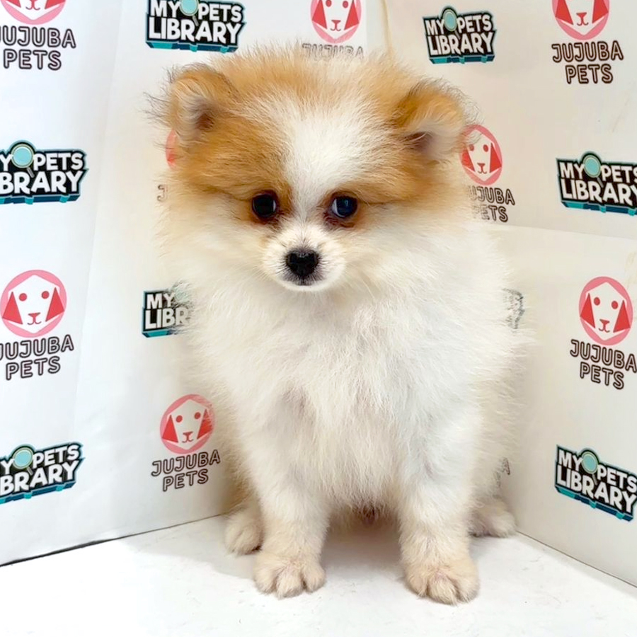 Pomeranian Puppy