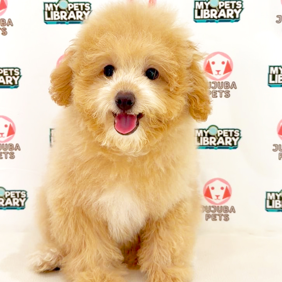 Toy Poodle Puppy