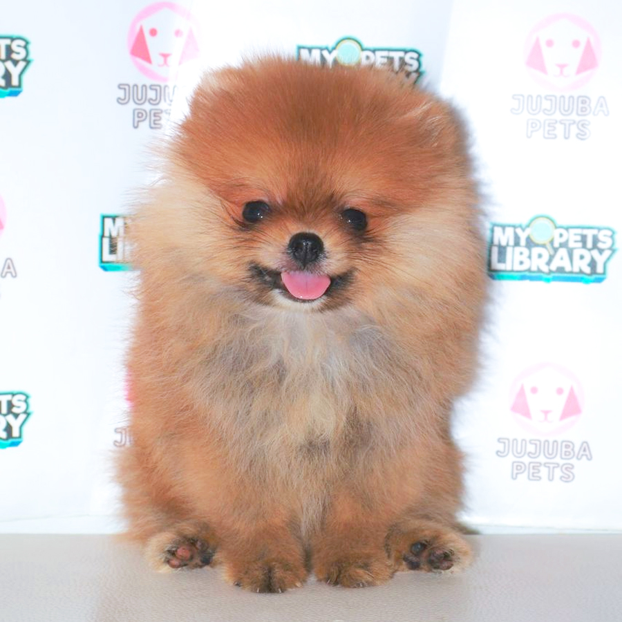 Pomeranian Puppy
