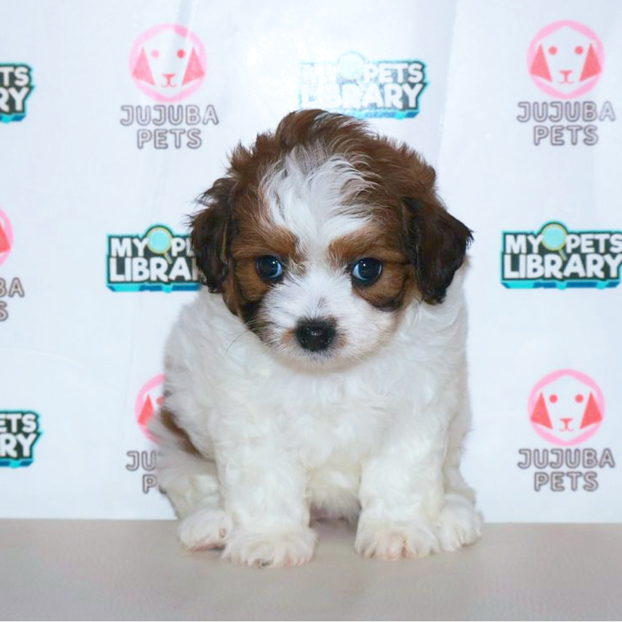 Shihpoo Puppy