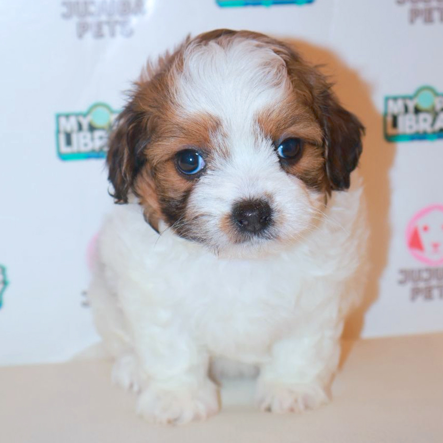 Shihpoo Puppy