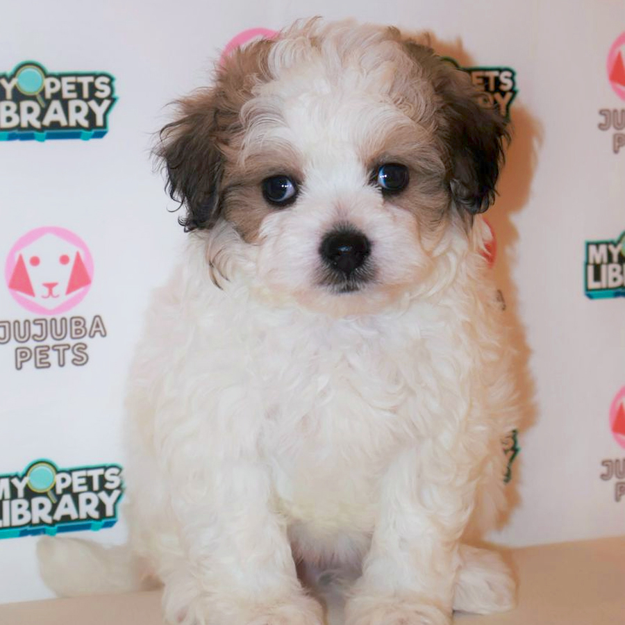 Shihpoo Puppy