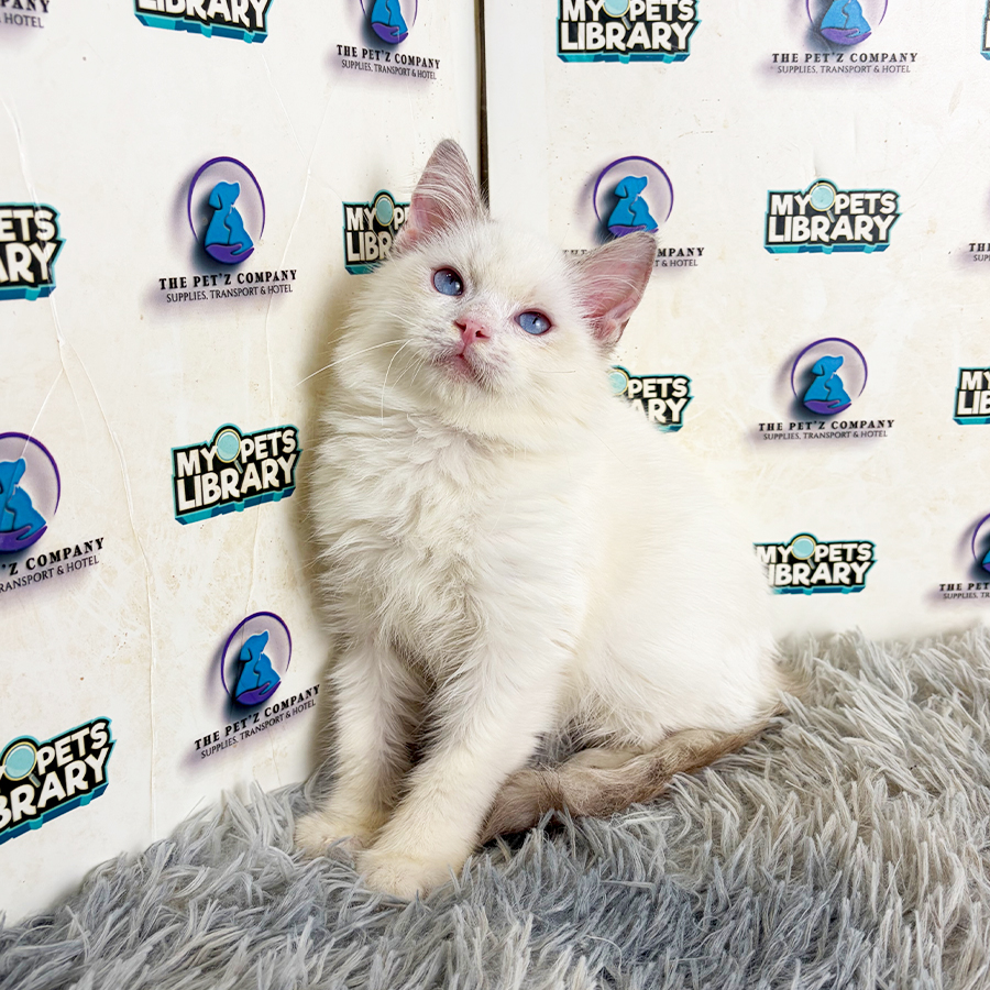 Ragdoll Kitten