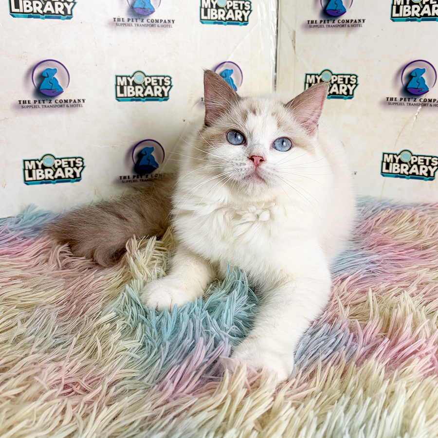 Ragdoll Kitten