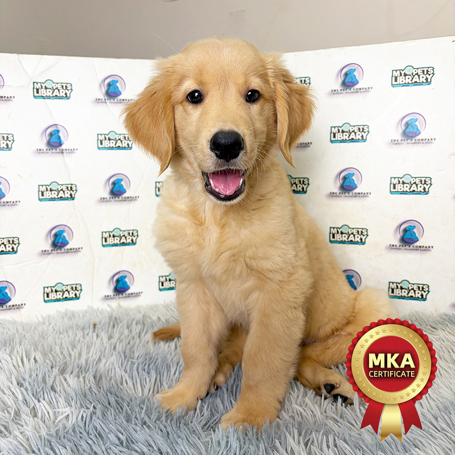 MKA Golden Retriever Puppy