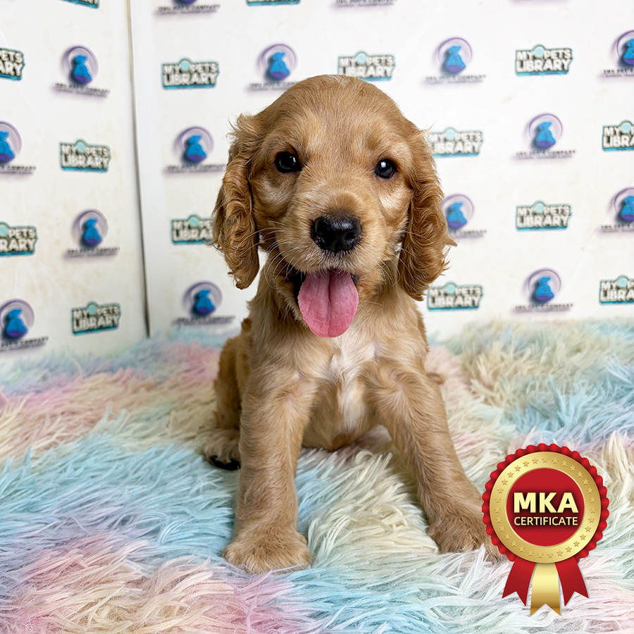 MKA Cocker Spaniel Puppy