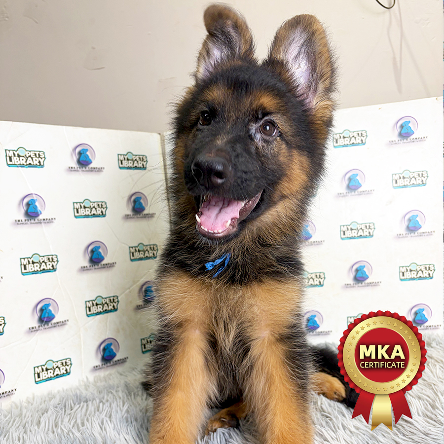MKA German Shepherd Puppy