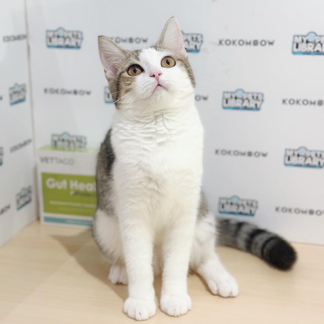 Scottishstraight Kitten