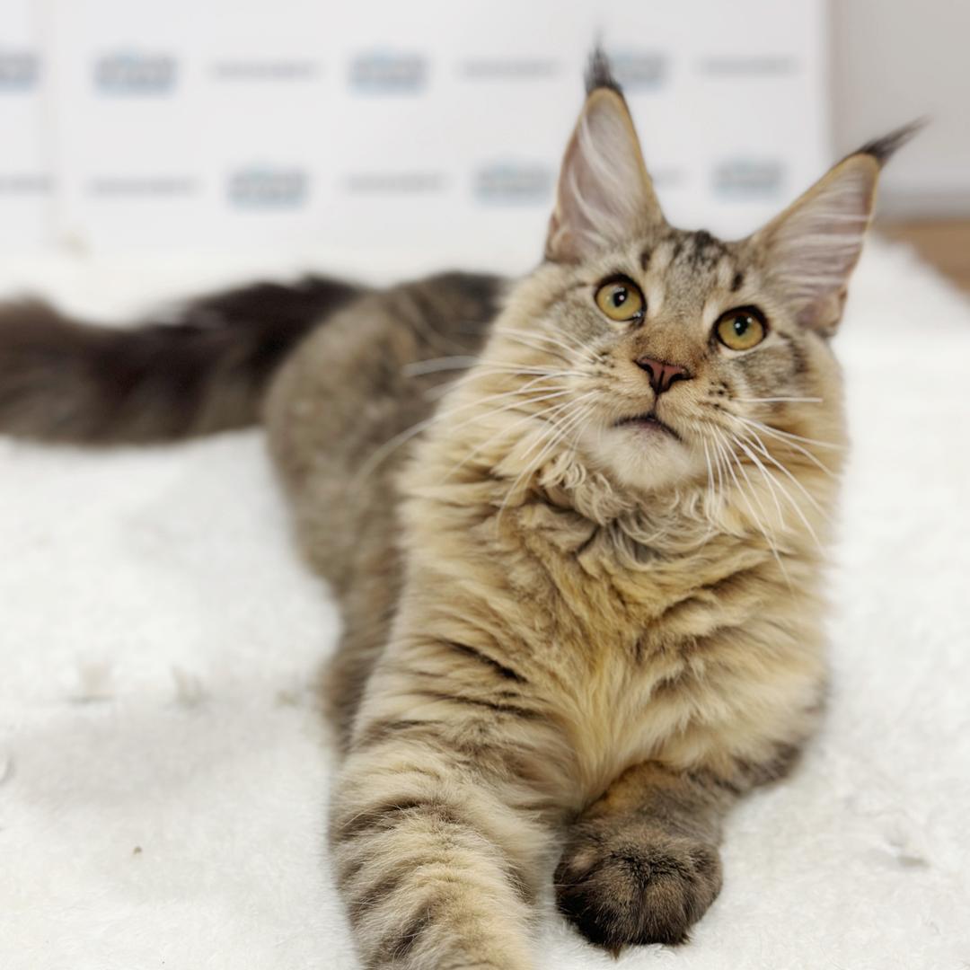 Maine Coon Kitten