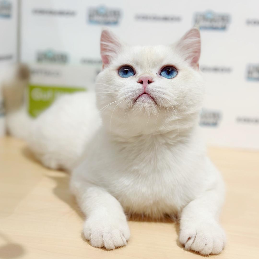 British Shorthair Kitten