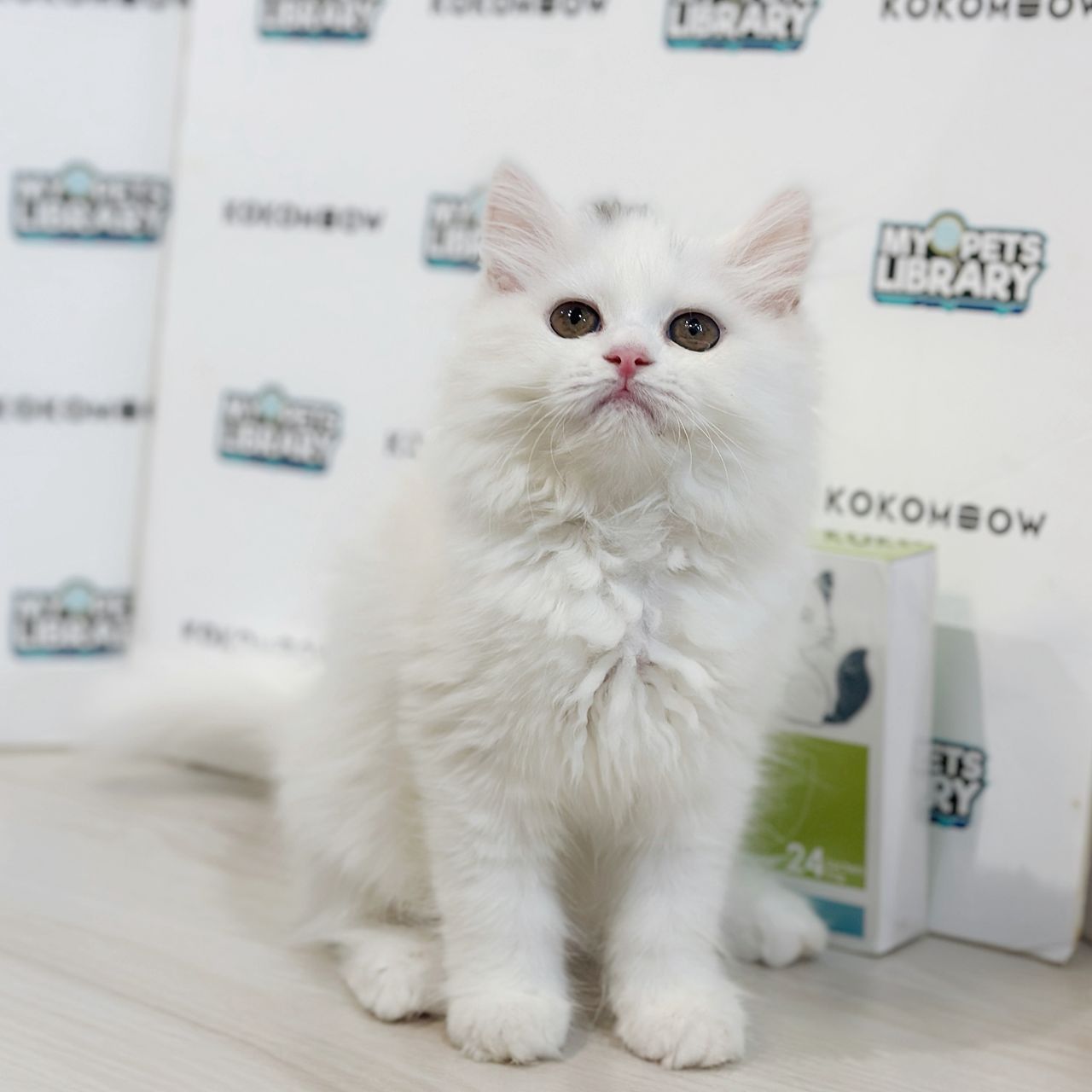 British Longhair Kitten
