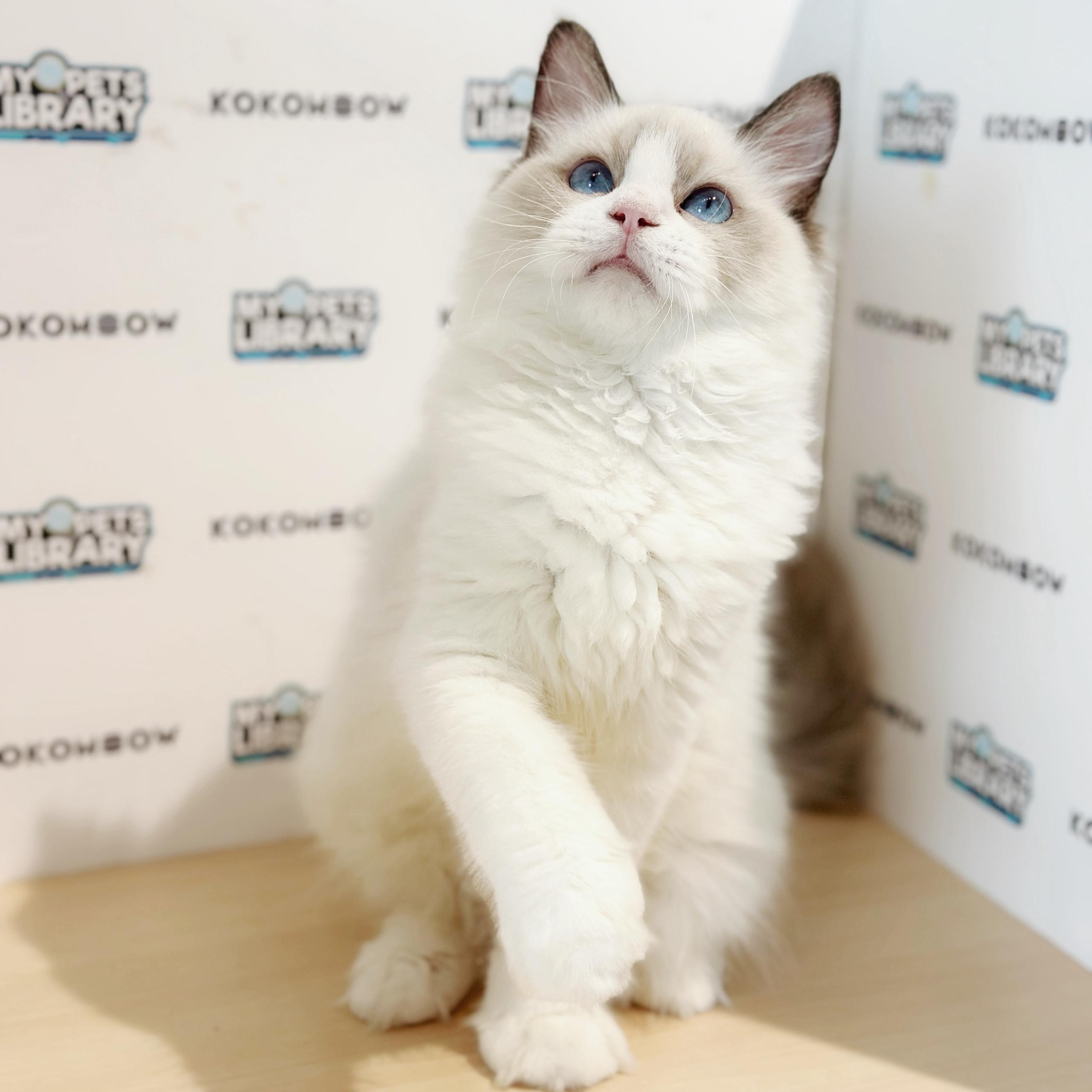 Ragdoll Kitten