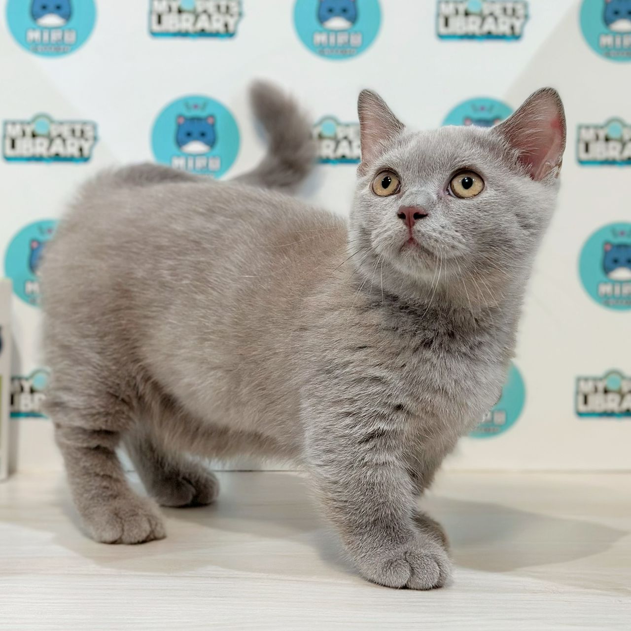 Super Short Munchkin British Shorthair Kitten
