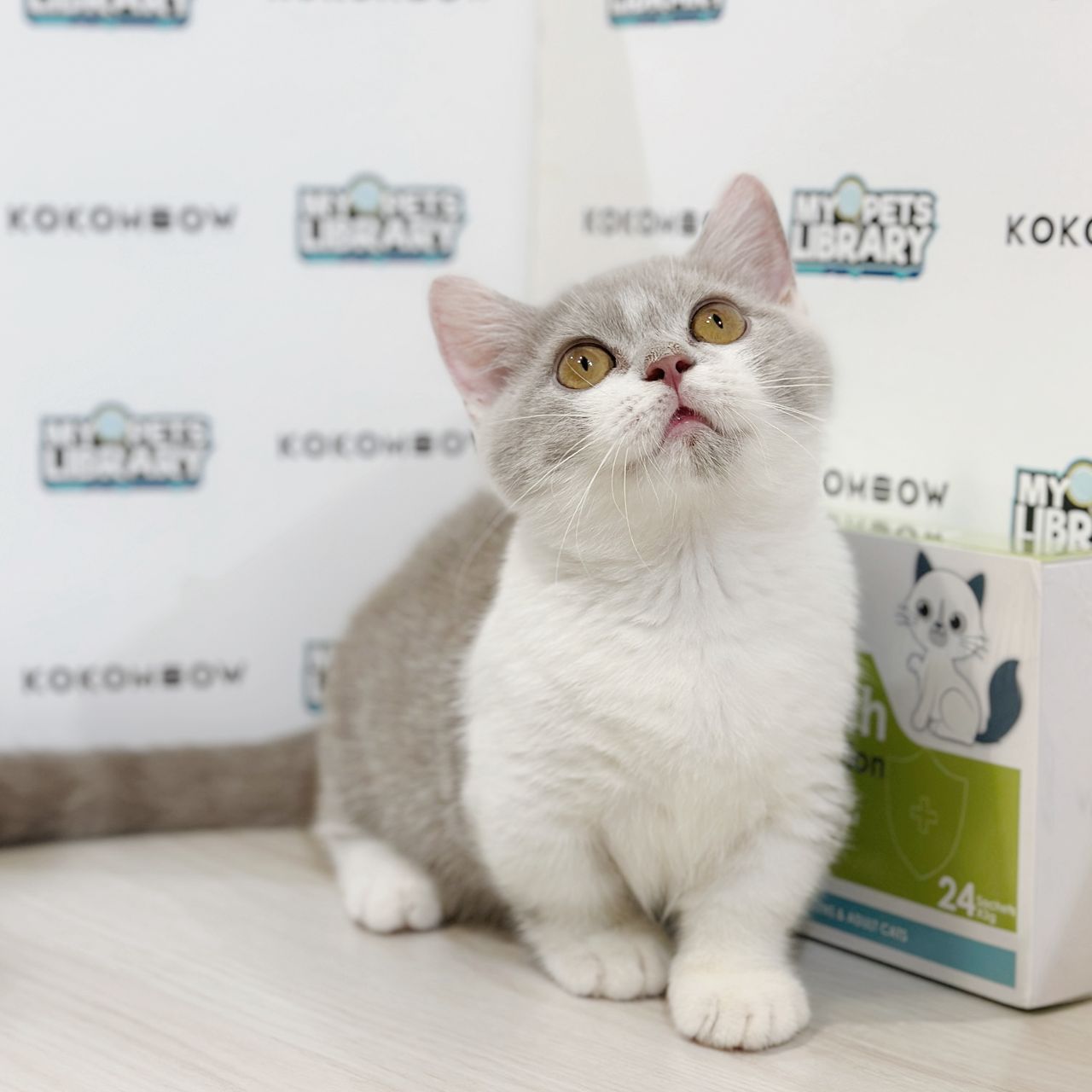 Super Short Munchkin British Shorthair Kitten