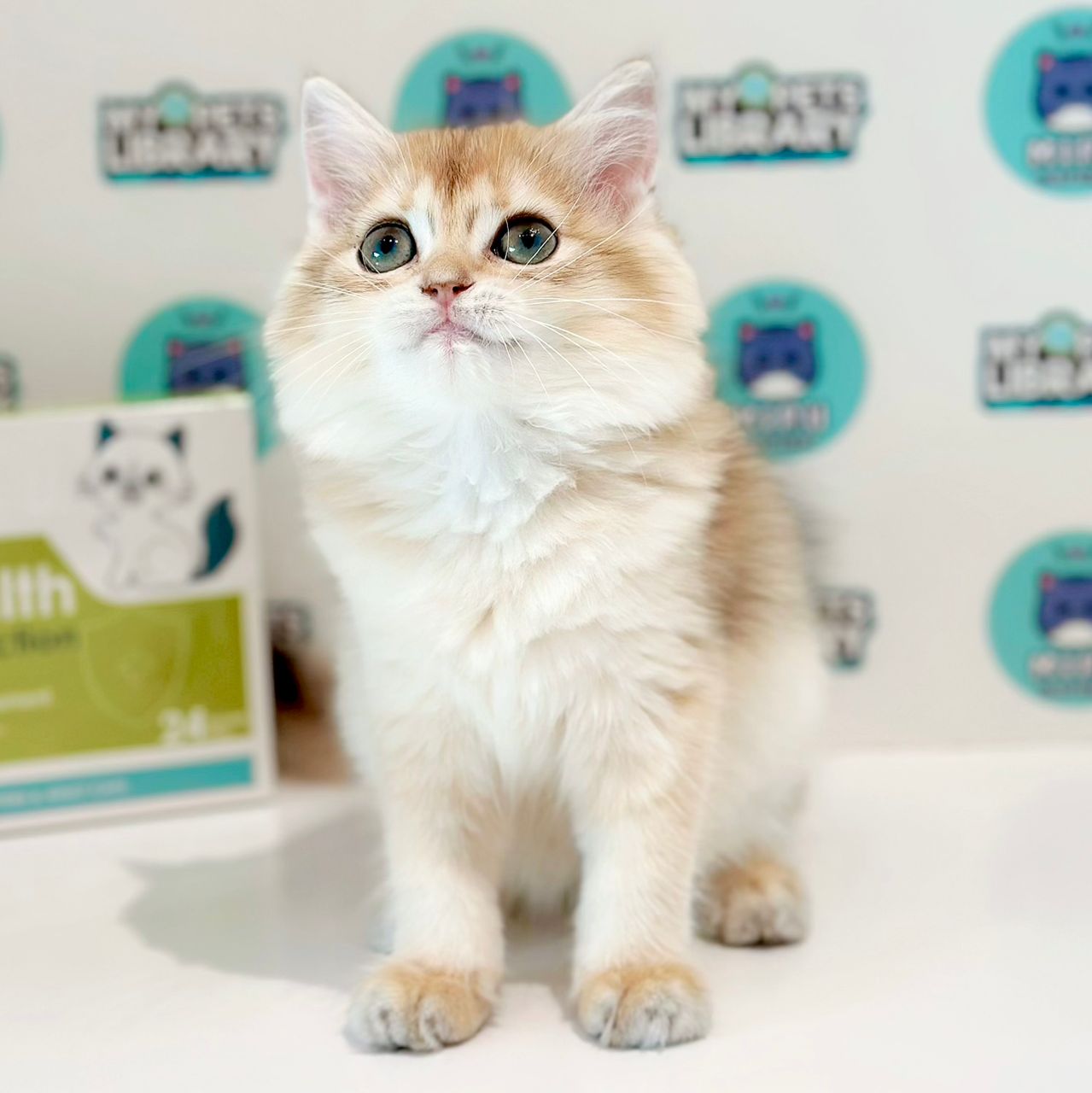British Longhair Kitten
