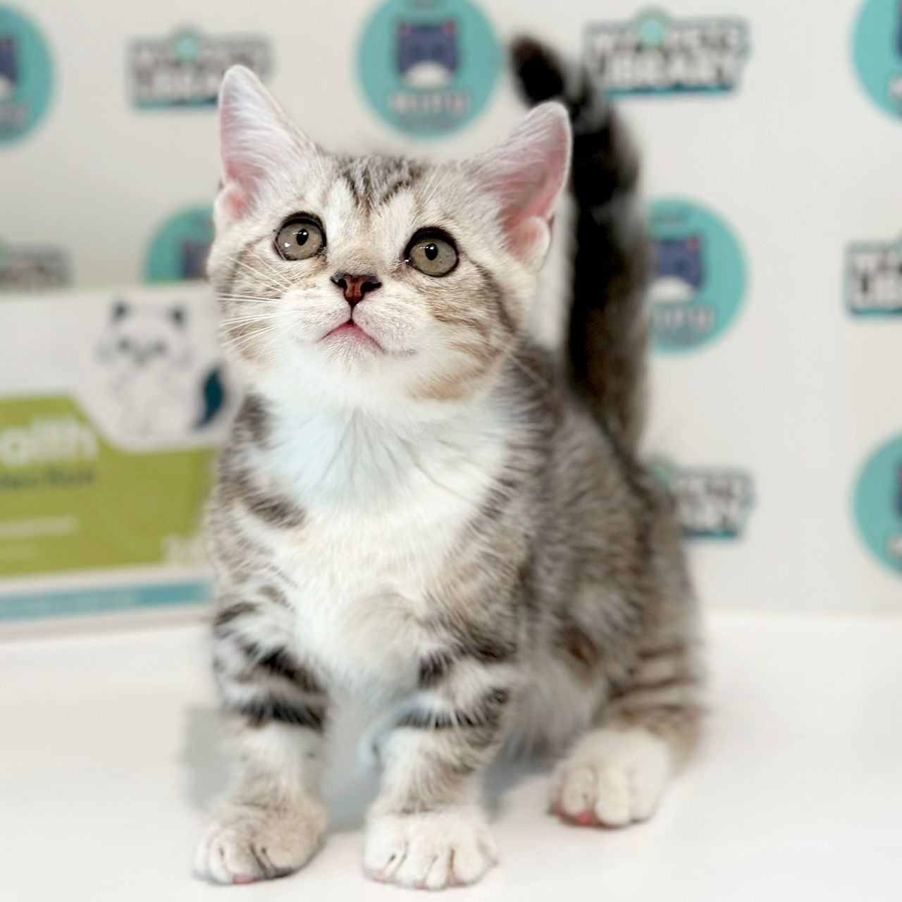 Super Short Munchkin American Shorthair Kitten