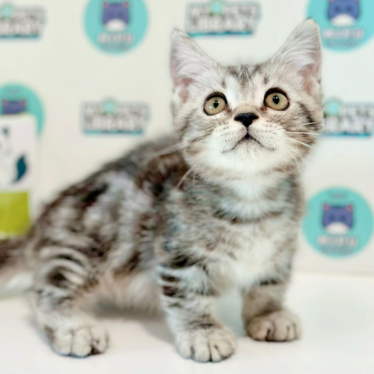 Super Short Munchkin American Shorthair Kitten