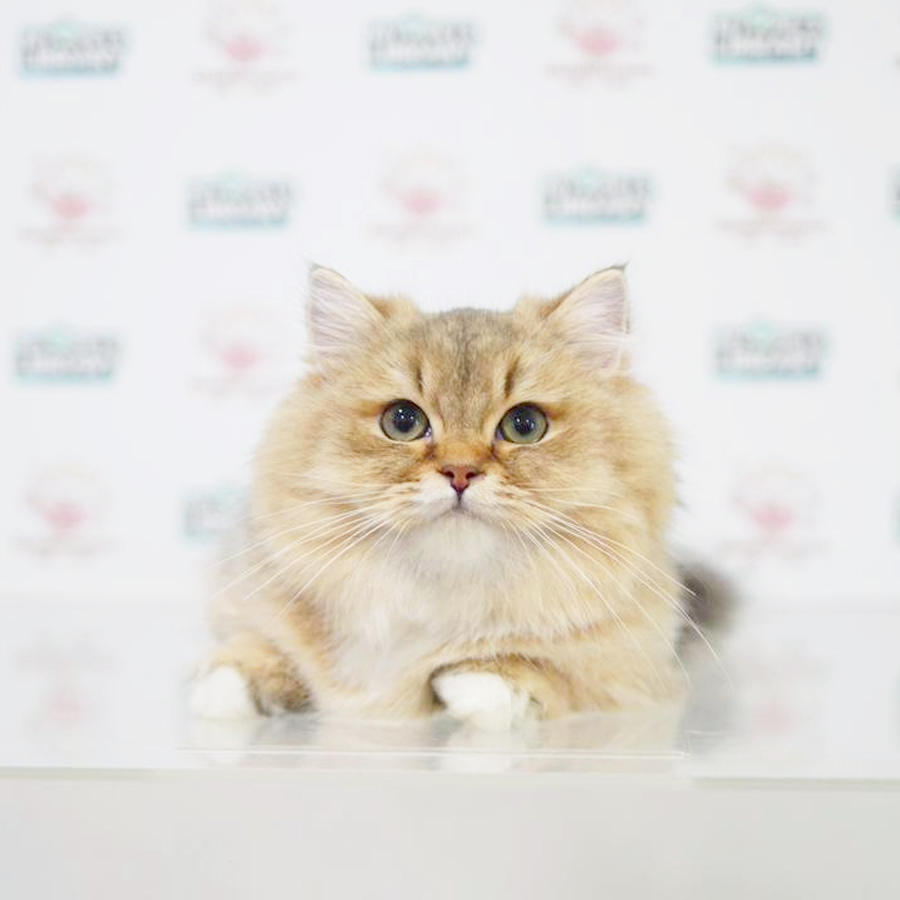 Munchkin Longhair Kitten