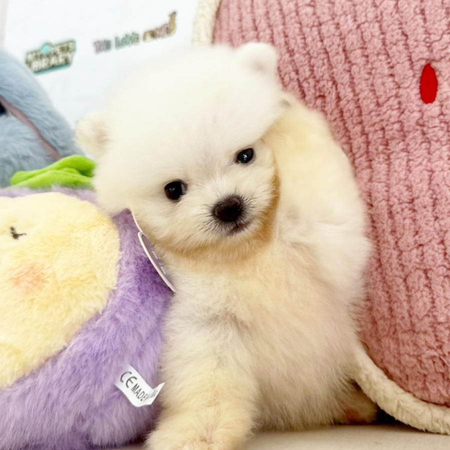 Teacup Pomeranian Puppy