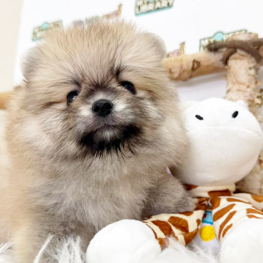 Tiny Pomeranian Puppy