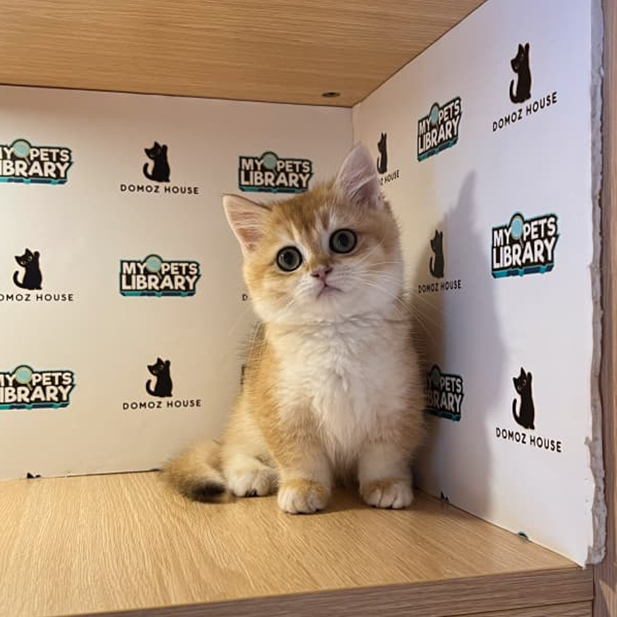 Munchkin Kitten