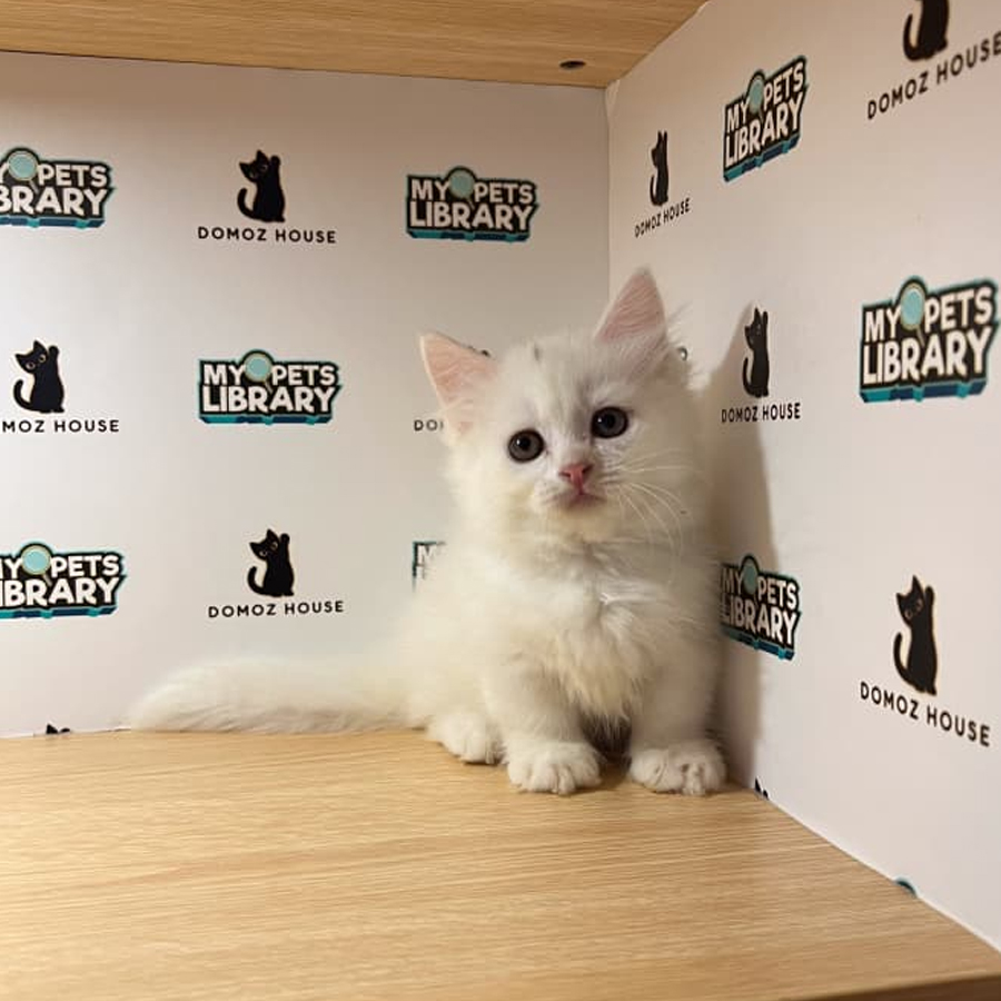 Minuet Napoleon Kitten