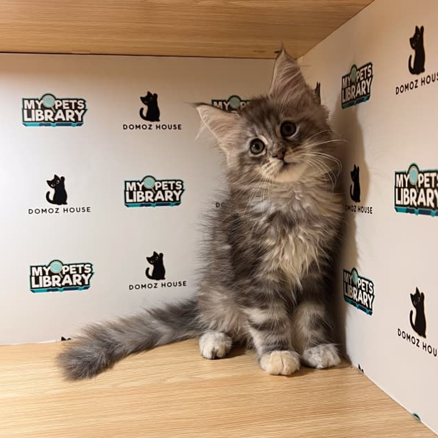 Maine Coon Kitten