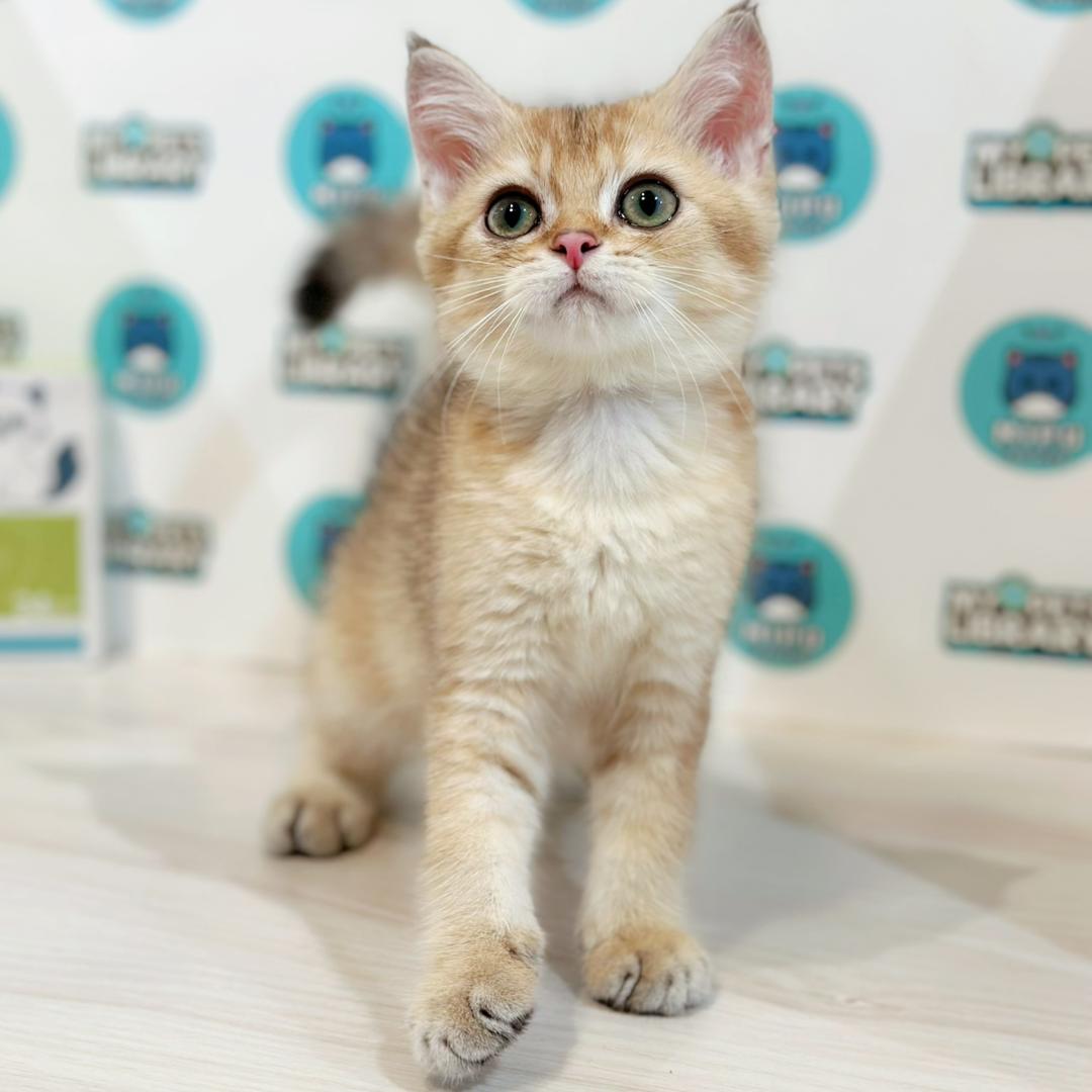British Shorthair Kitten