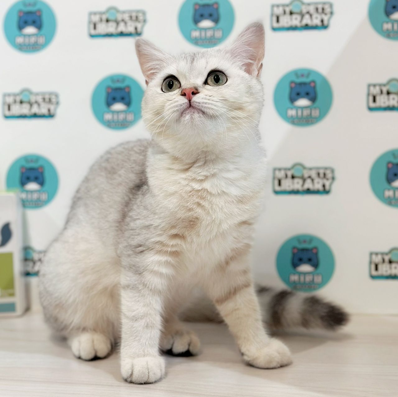 British Shorthair Kitten