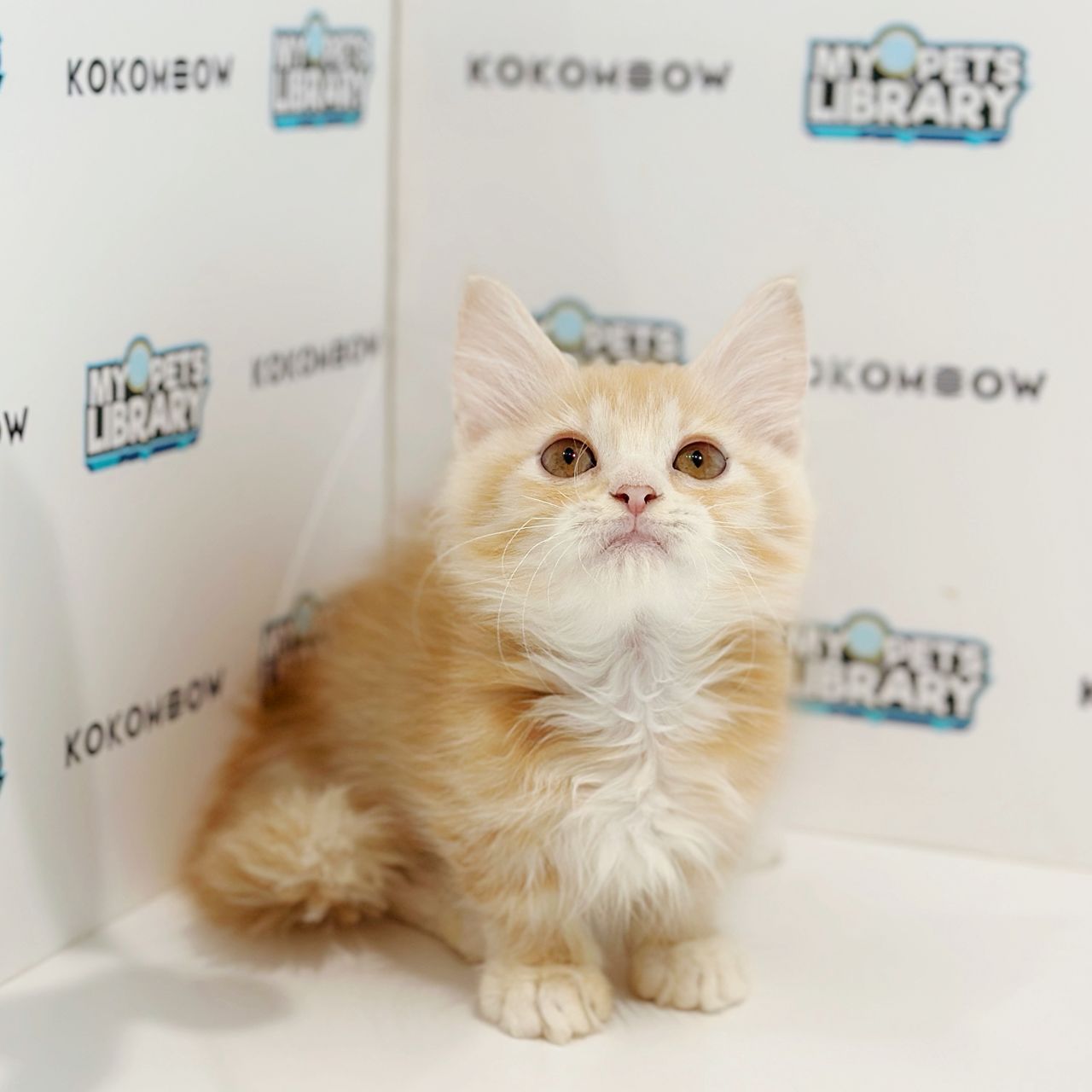 Super Short Munchkin Longhair Kitten
