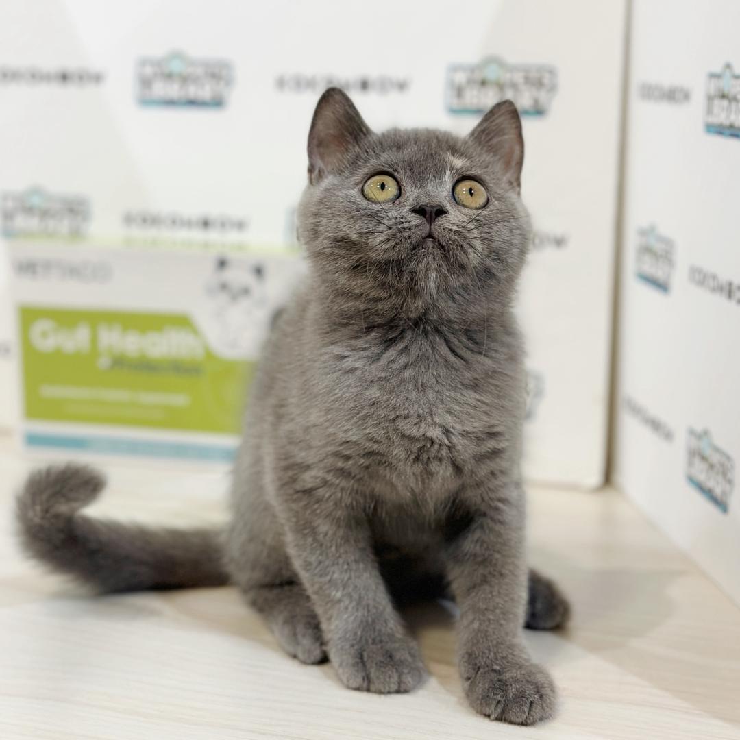 British Shorthair Kitten
