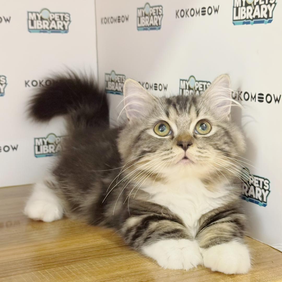 Super Short Munchkin Ragdoll Kitten