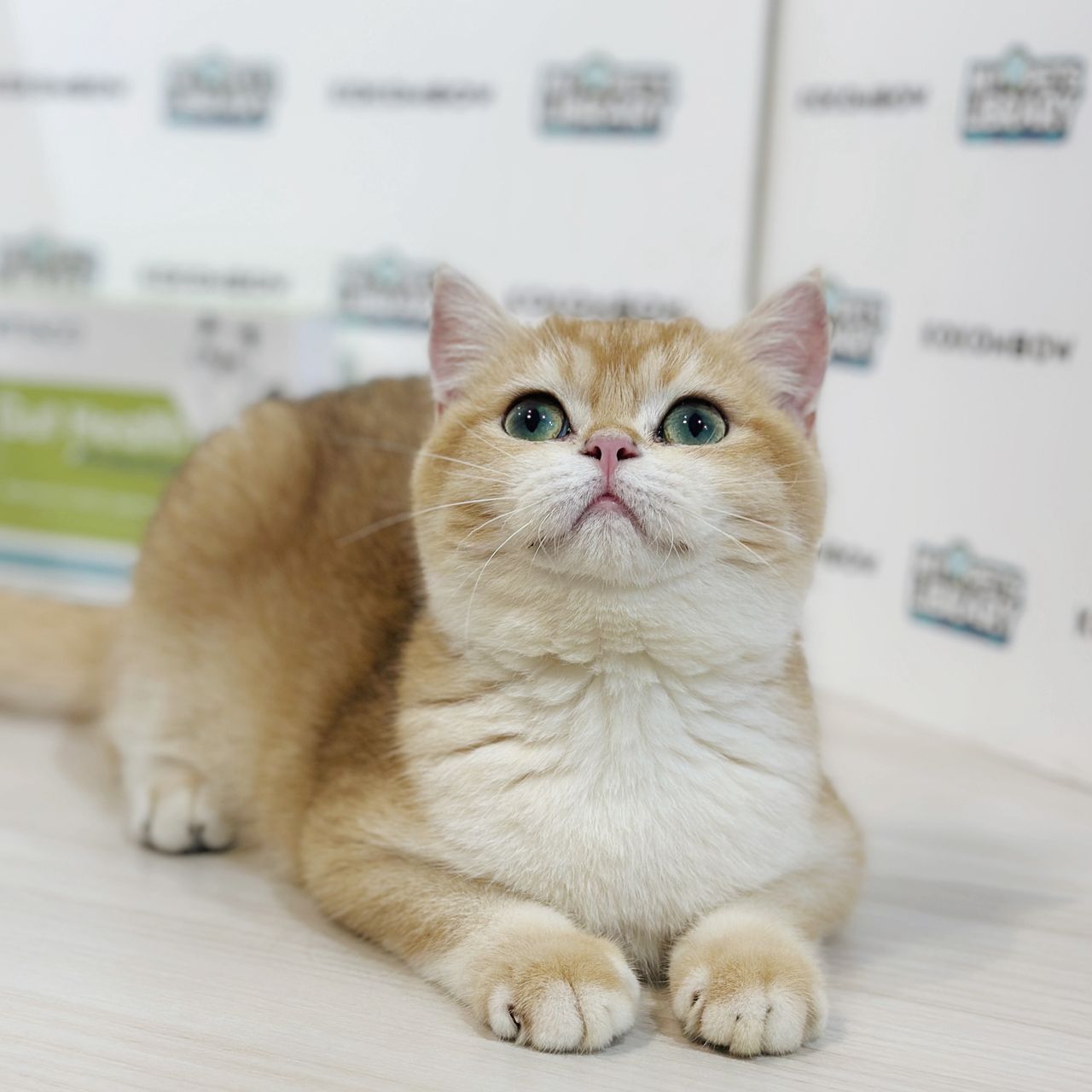 British Shorthair Kitten